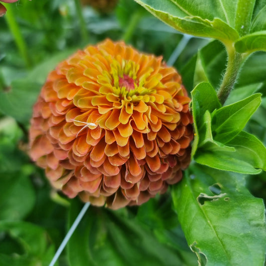 Zinnia queen orange lime