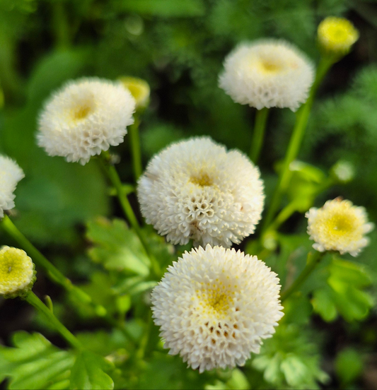 Mattram Vegmo Snowball extra (pelletrerad)