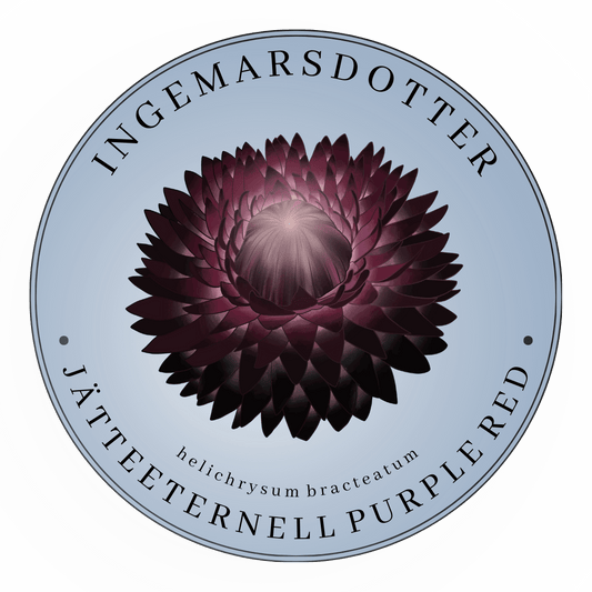 Jätte-Eternell Purple Red (storpack)