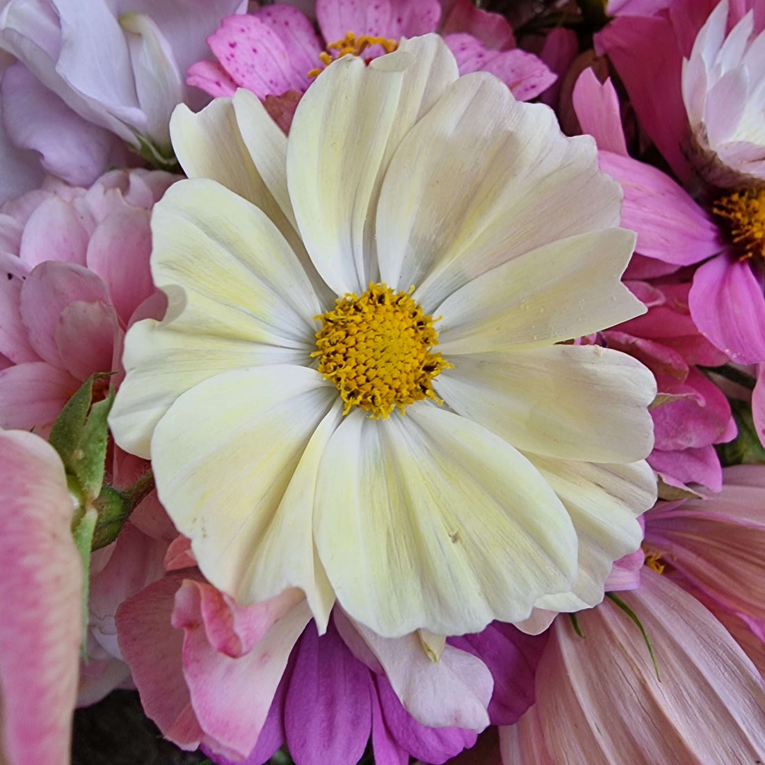 Allt du behöver veta om rosenskära