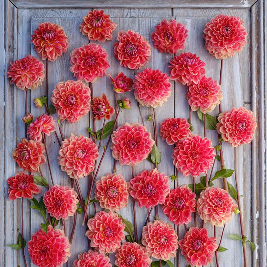Dahlia - Lätt att odla, lätt att älska