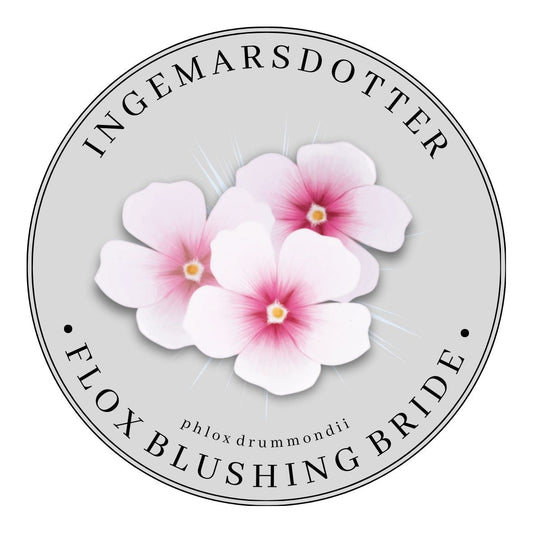 Odla flox sugarstars