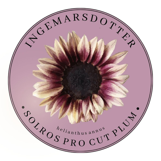 Gul solros i söt burk från Ingemarsdotter