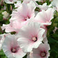 Sommarmalva Pink Blush