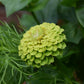 Zinnia Envy Green (storpack)