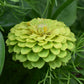 Zinnia Envy Green (storpack)