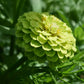 Zinnia Envy Green (storpack)