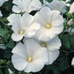 Sommarmalva Mont Blanc