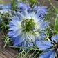 Gender reveal nigella miss jekyll light blue