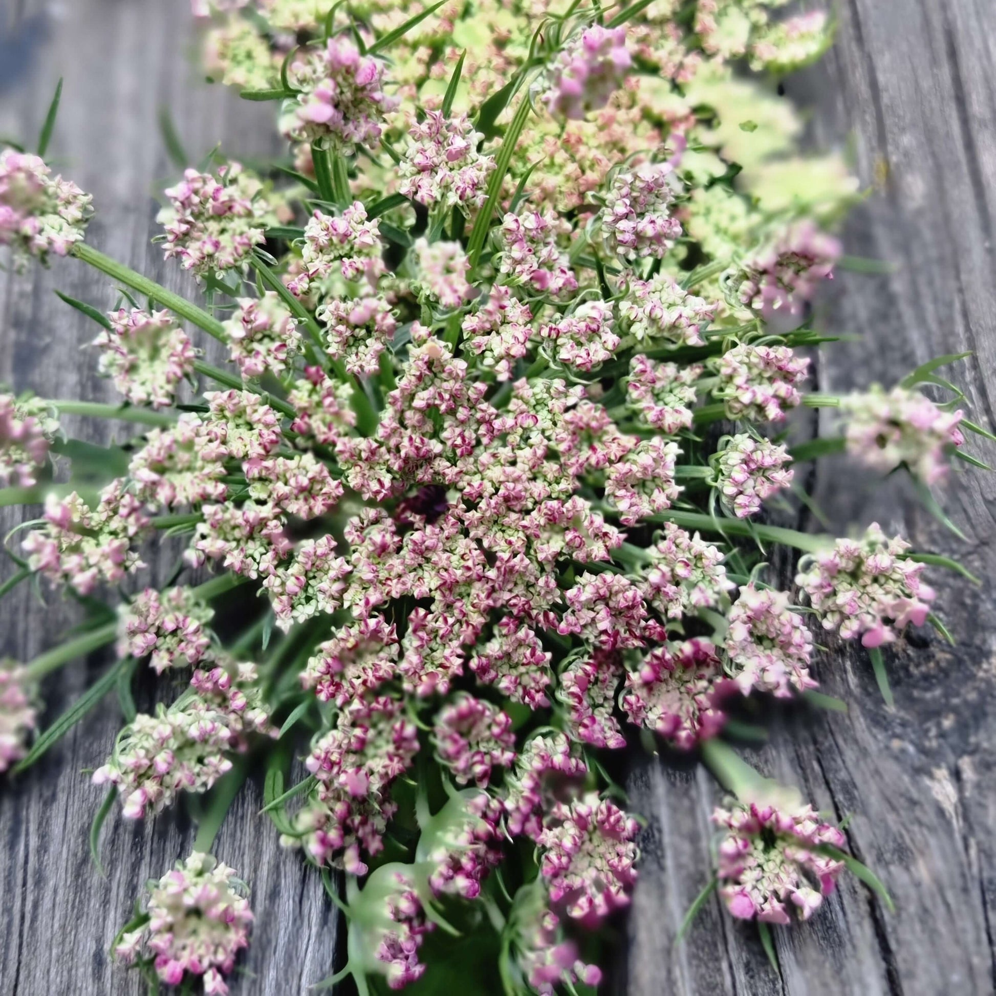Blomstermorot
