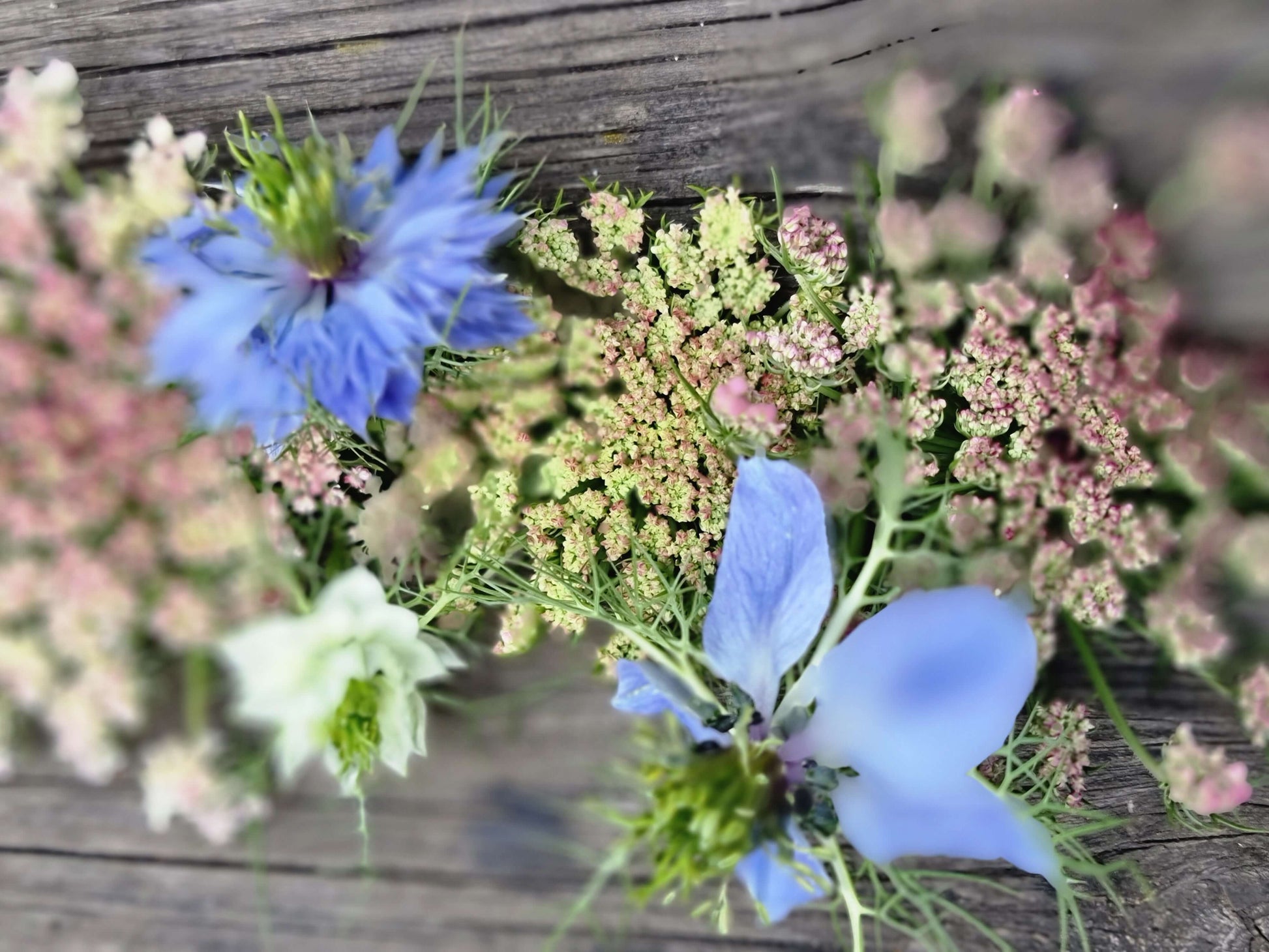 Blomstermorot och nigella skyblue