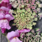 Blomstermorot och lejongap potomac lavender