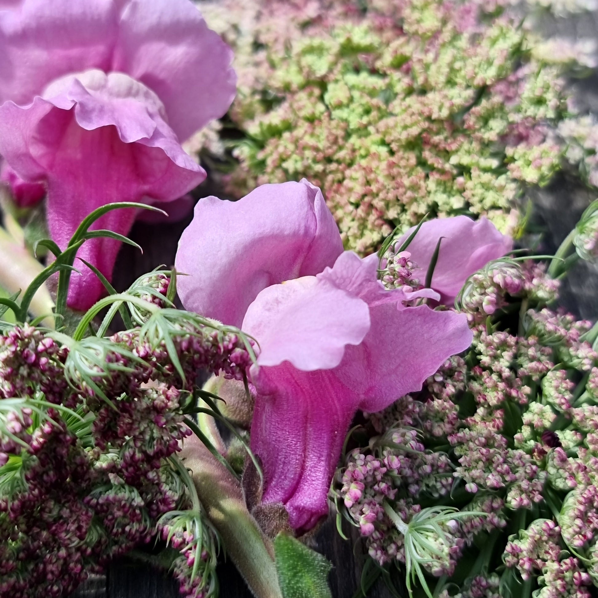 Lejongap Potomac Lavender