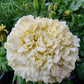 Tagetes Kilimanjaro (storpack)