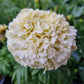 Tagetes Kilimanjaro (storpack)