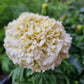 Tagetes Kilimanjaro (storpack)