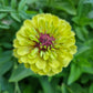 Zinnia Queen Lime Blotch