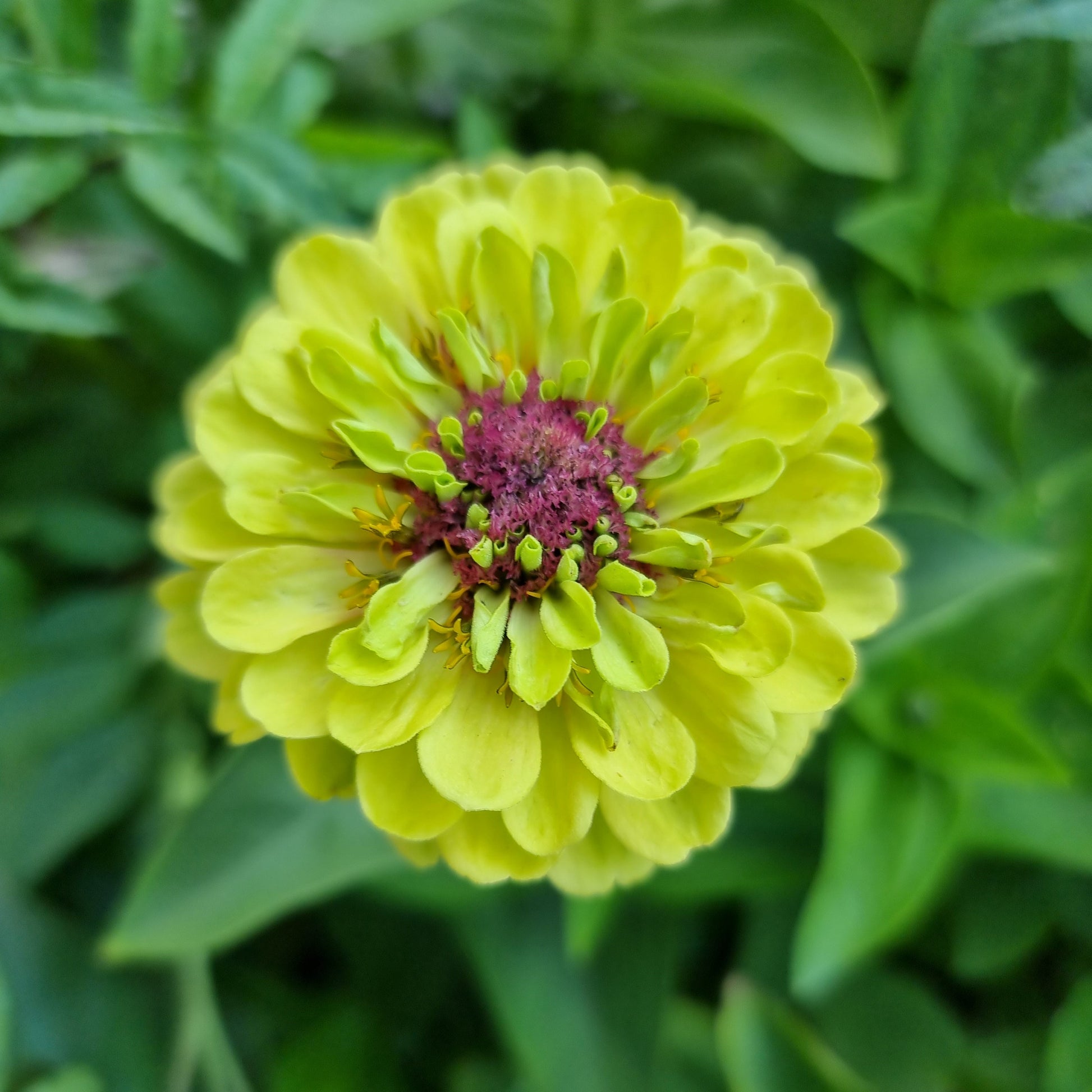 Zinnia Queen Lime Blotch
