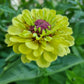 Zinnia Queen Lime Blotch