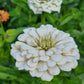 Zinnia Polar Bear (storpack)