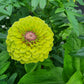 Zinnia Queen Lime Blotch