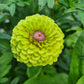 Zinnia Queen Lime Blotch