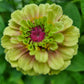 Zinnia Queen Lime Blotch