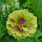 Zinnia Queen Lime Blotch