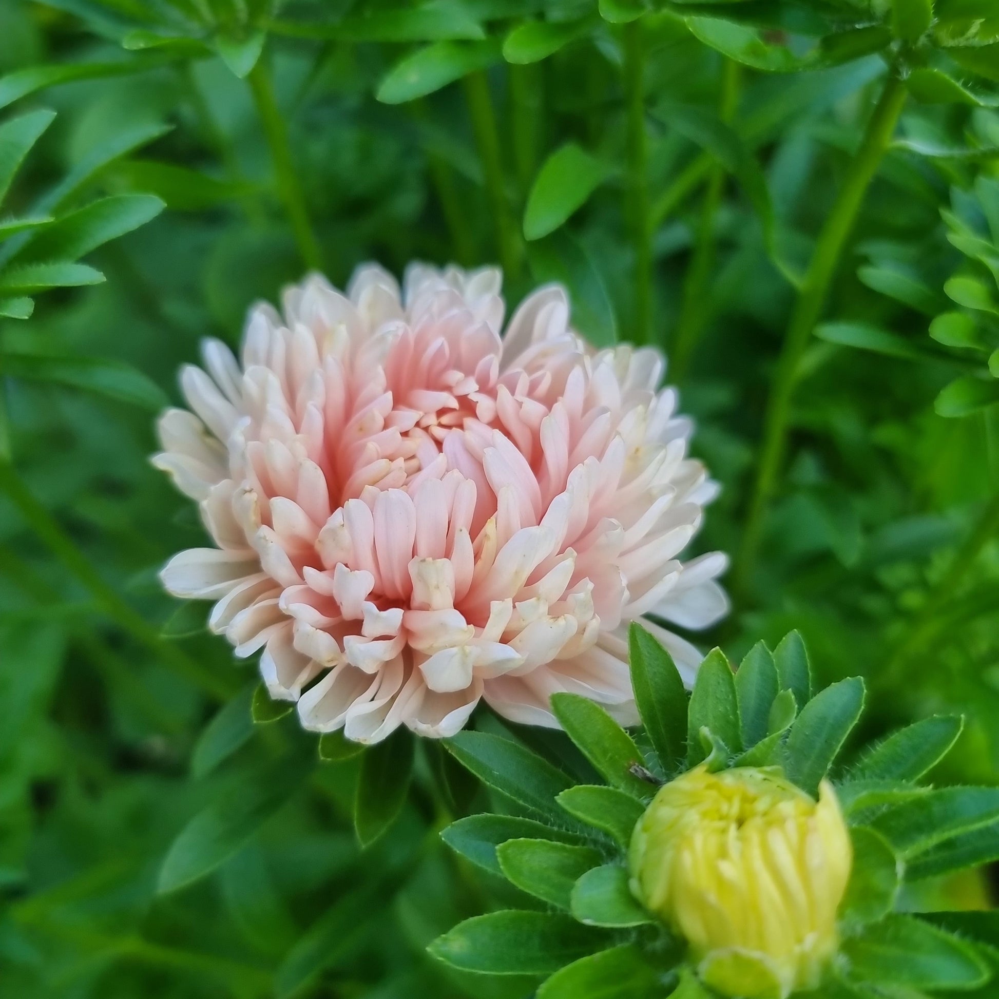Aster king size apricot