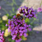 jätteverbena pollinatör humla