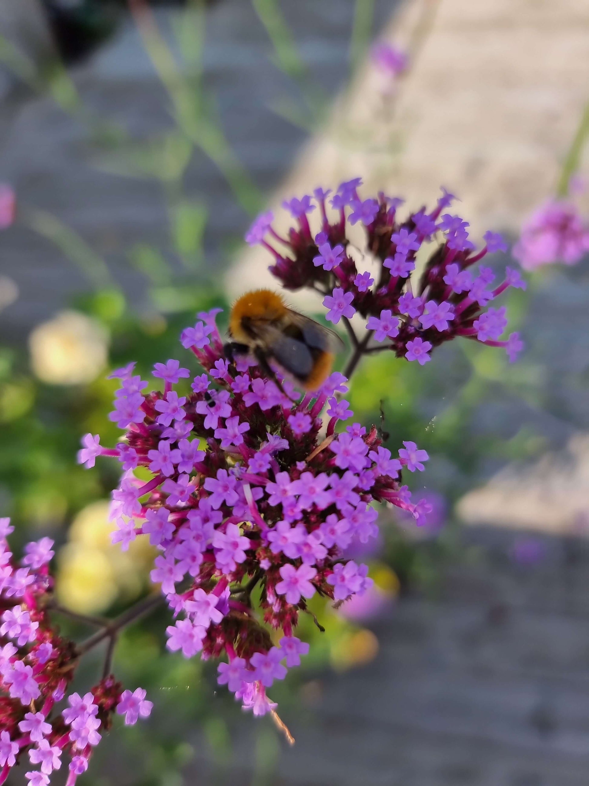 jätteverbena pollinatör humla