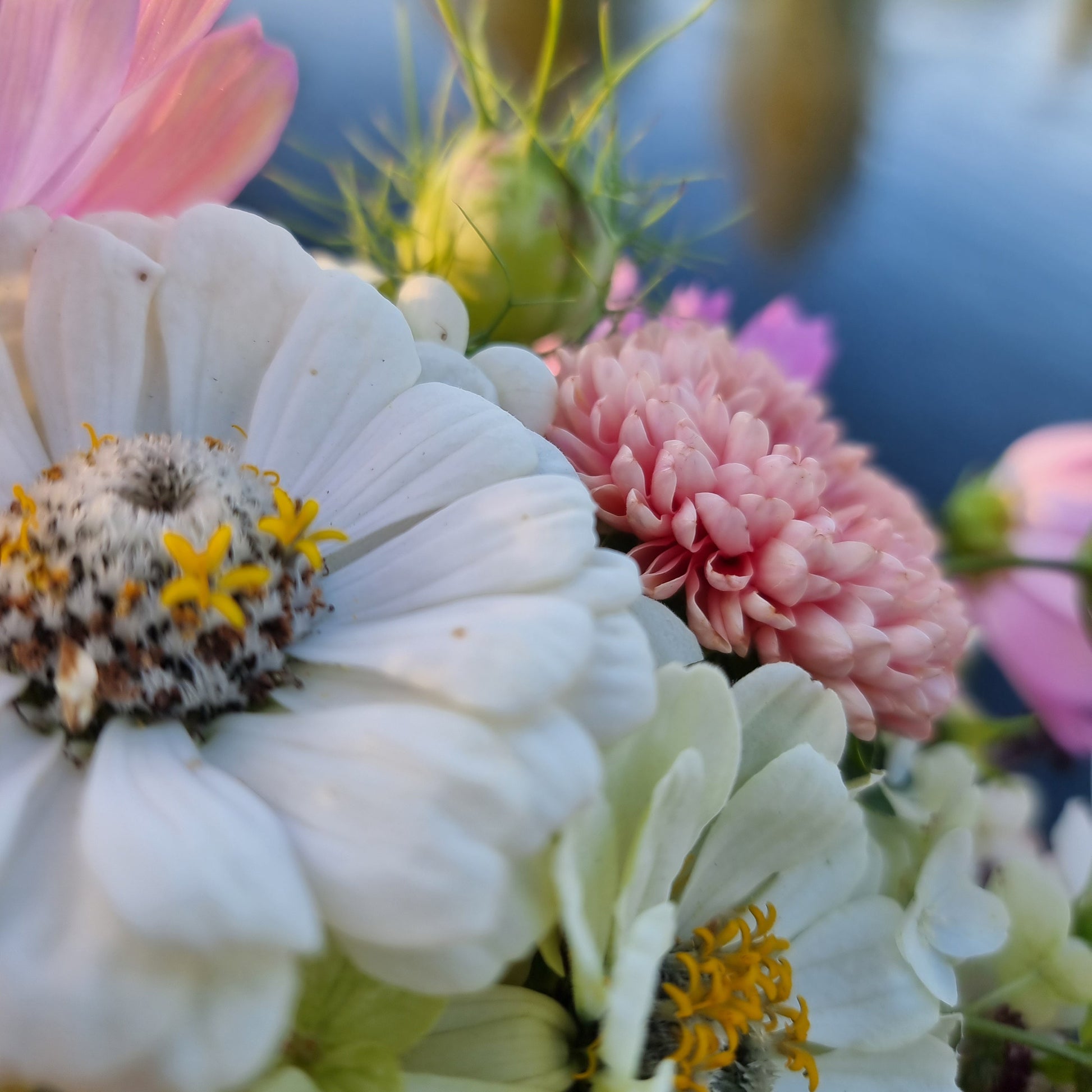 Zinnia Polar Bear