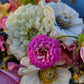 Zinnia Polar Bear