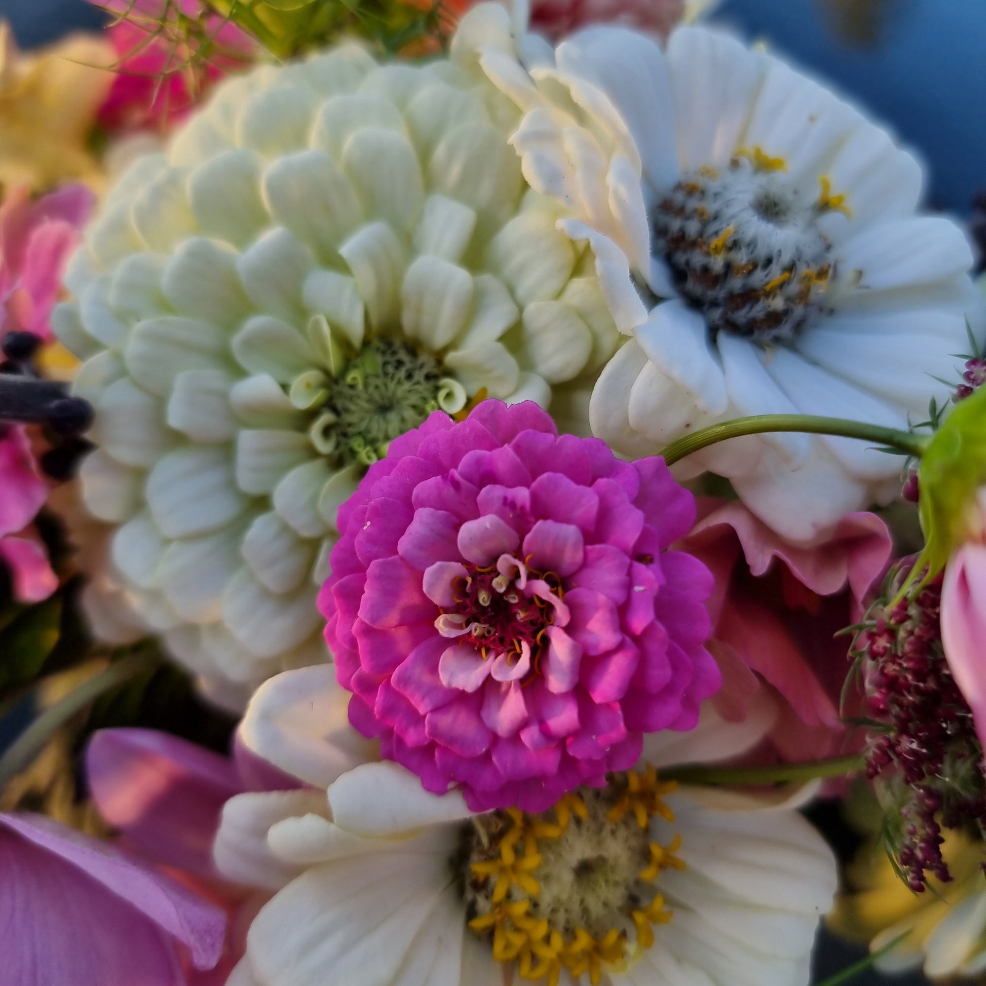 Zinnia Polar Bear