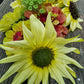 Solros ice cream, zinnia queen lime with blutch och zinnia queeny red  lime