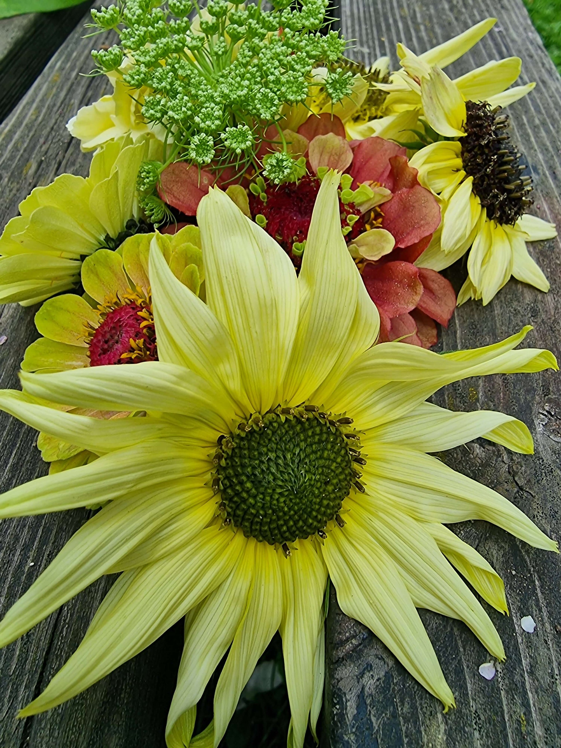 Solros ice cream, zinnia queen lime with blutch och zinnia queeny red  lime