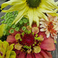 solros solros ice cream och zinnia queen lime red