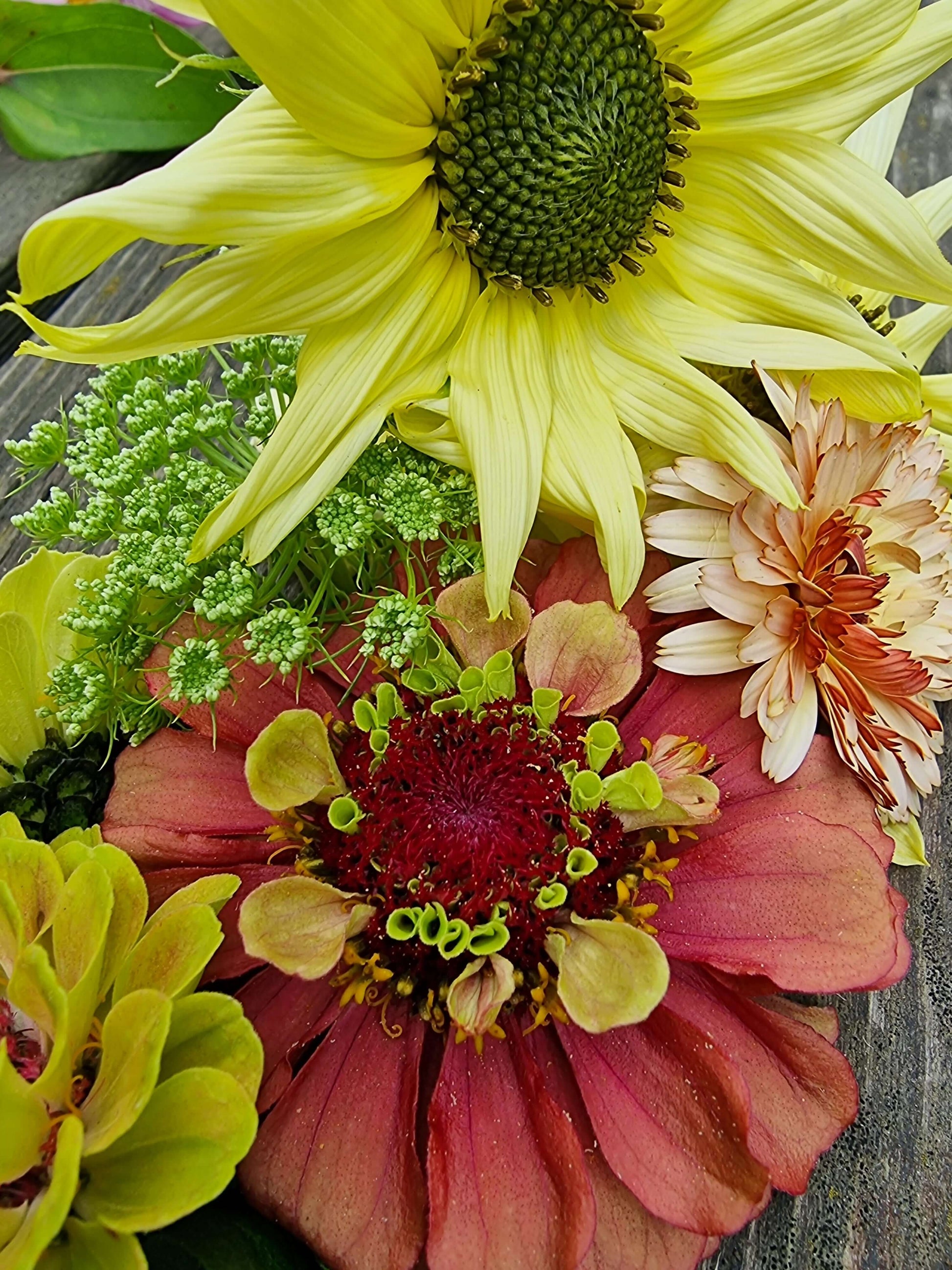solros solros ice cream och zinnia queen lime red