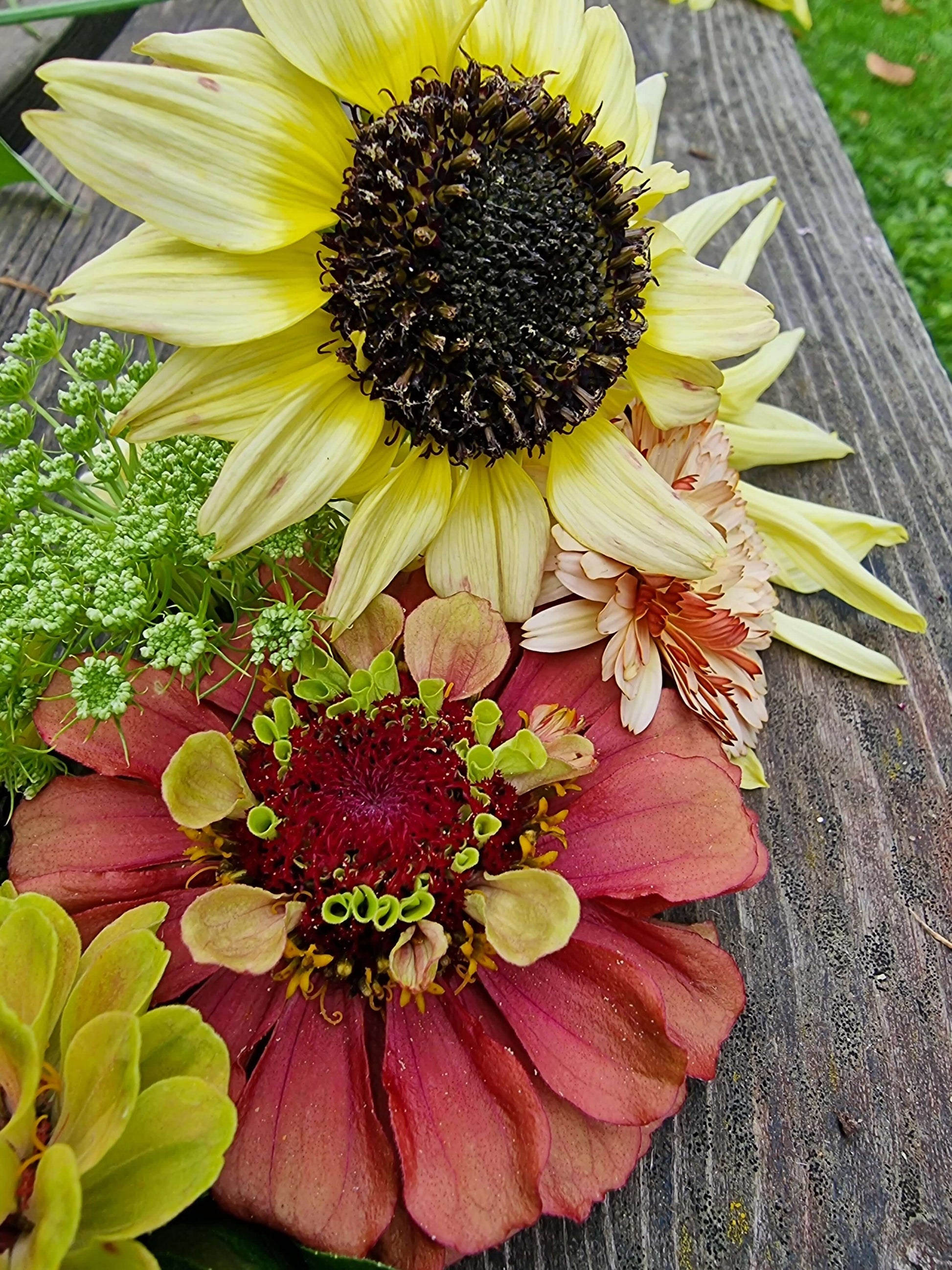 minisolros italian white zinna queen red lime och tandpetarsilja