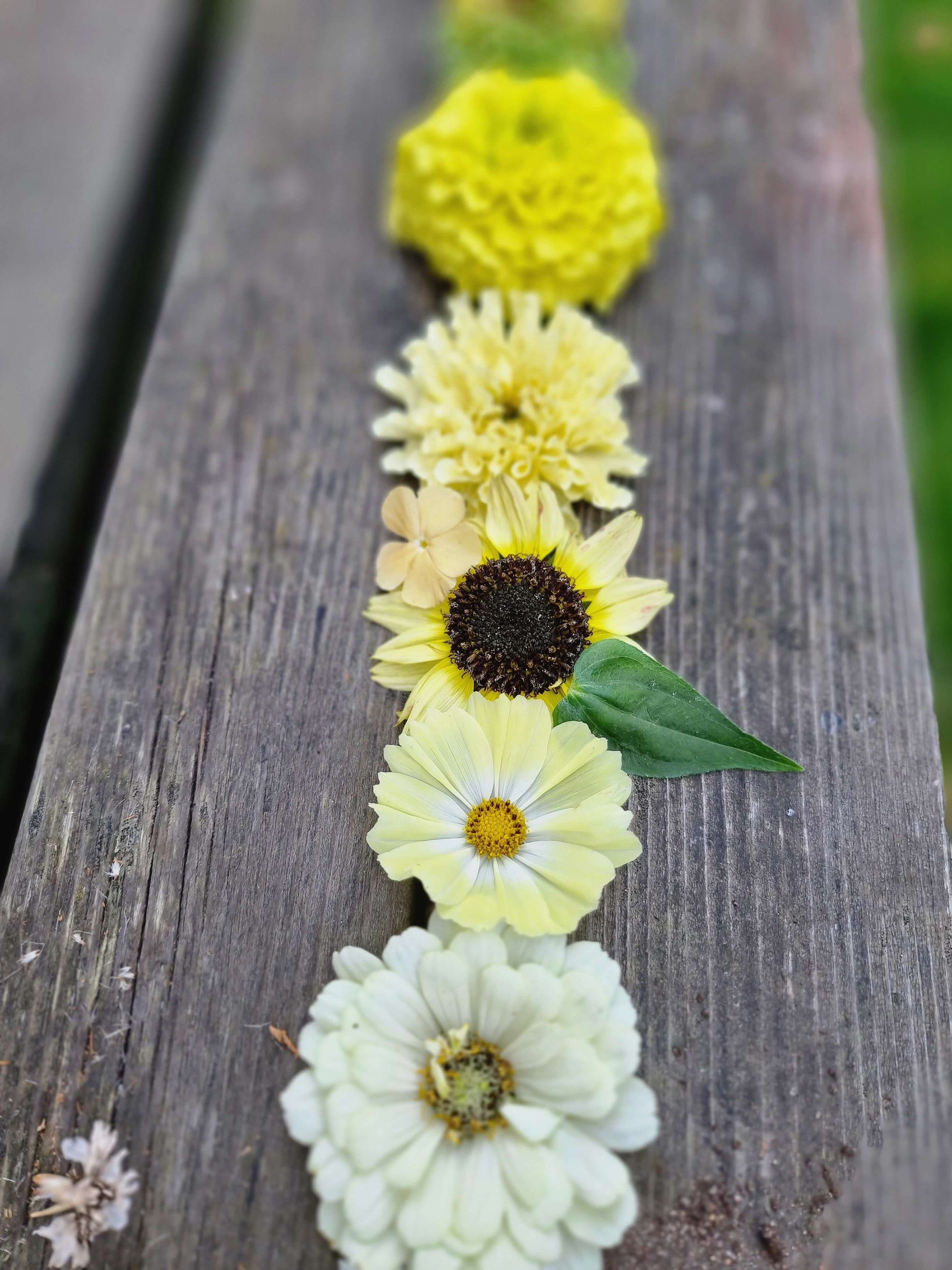 solros italianwhite minisolros gula blommor