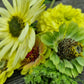 solros ice cream , zinnia envy och tagetes