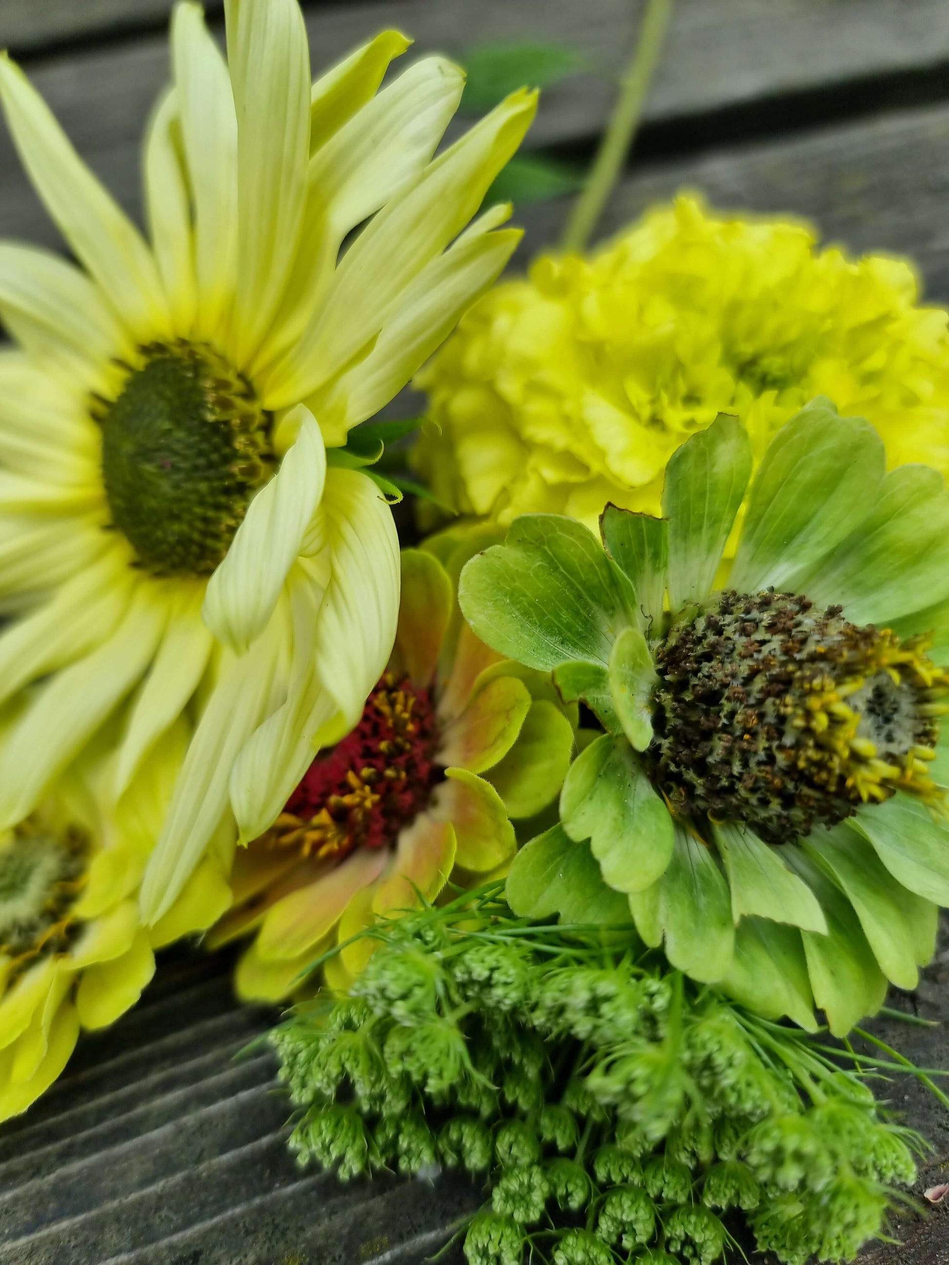 solros ice cream , zinnia envy och tagetes