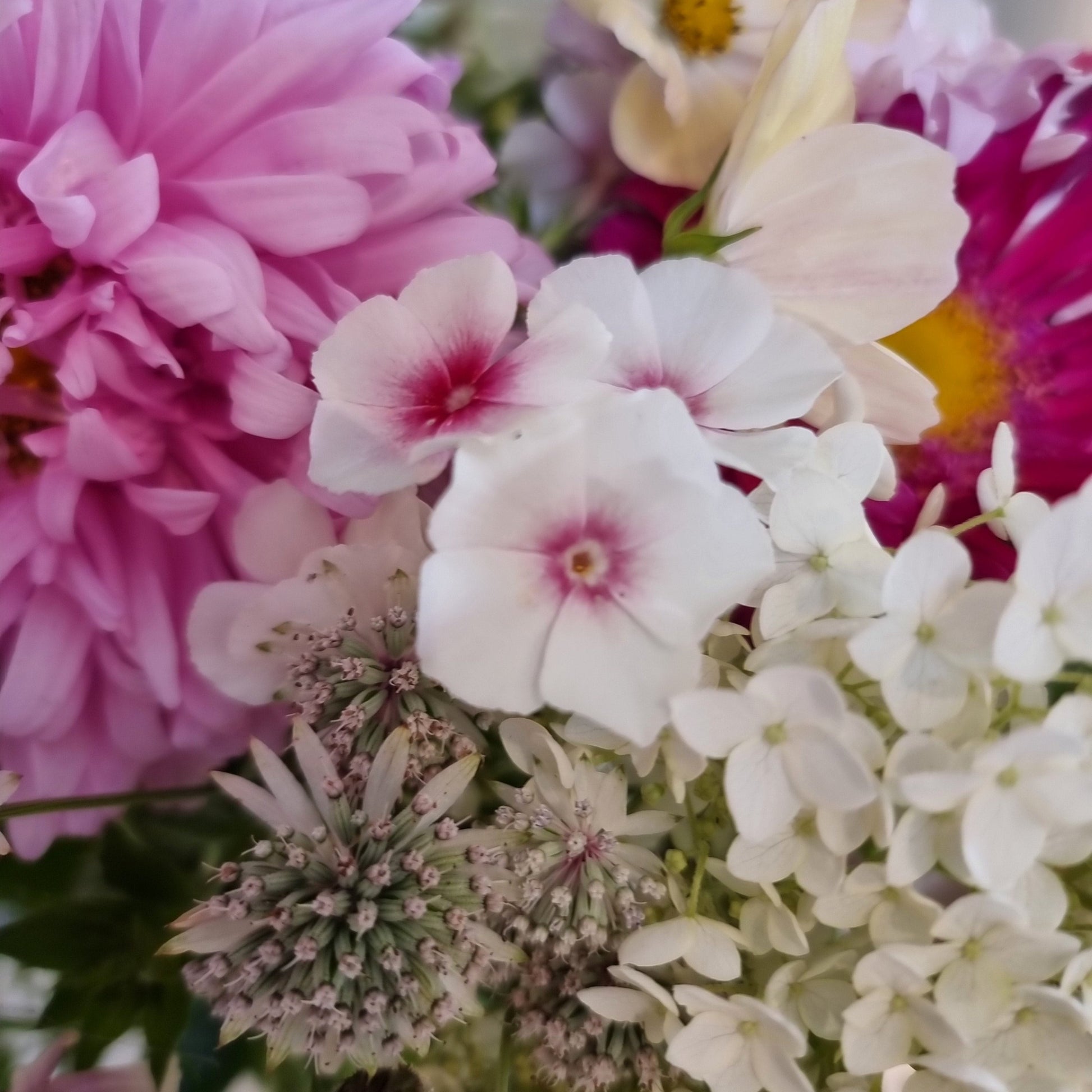 Sommarflox Blushing Bride, stjärnflocka, rosenskära kiiro