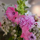 Sommarmalva Silver cup