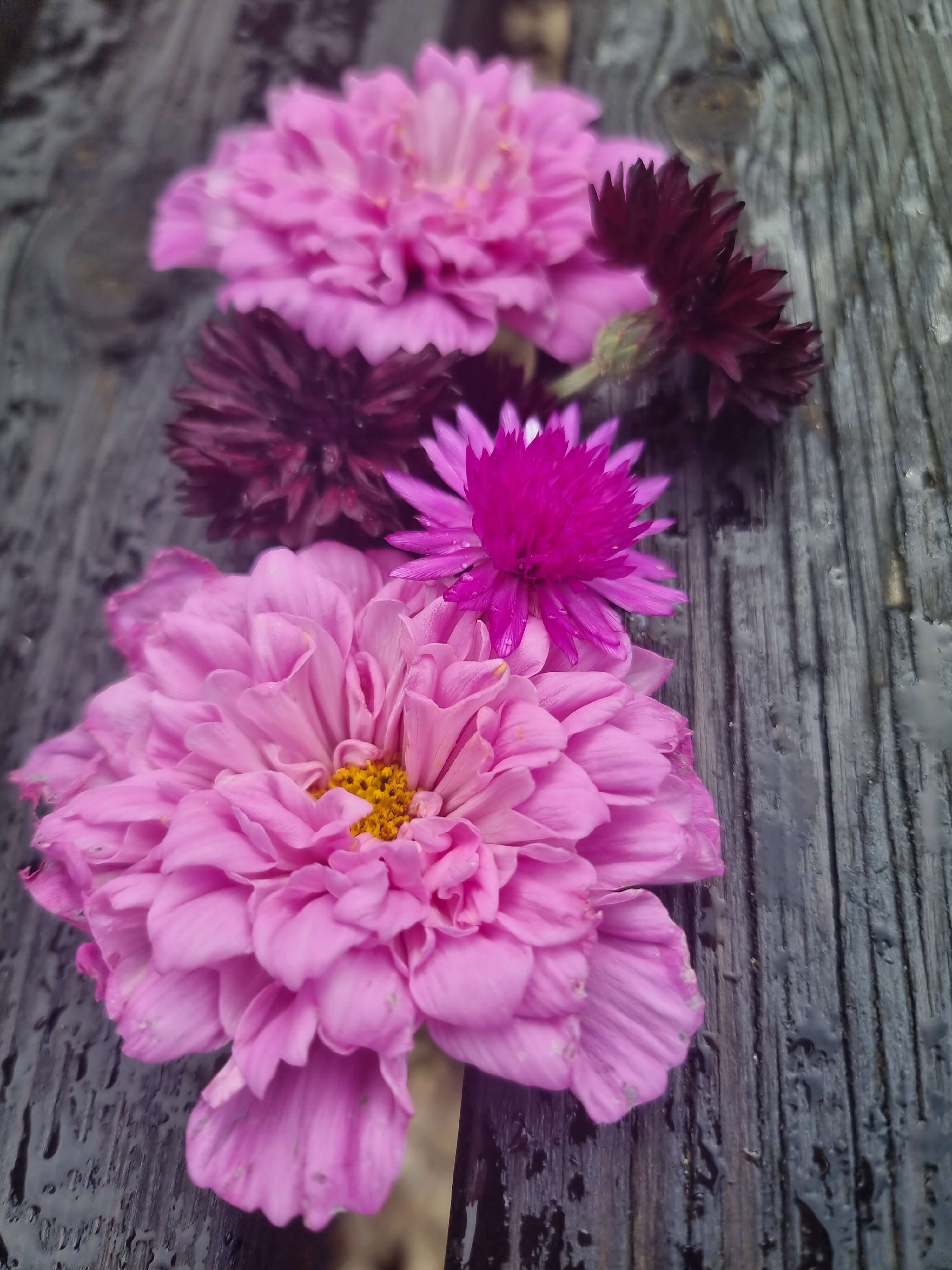 Rosenskära double click bonbon, svart klint och pappersblomster