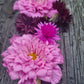 Rosenskära double click bonbon, svart klint och pappersblomster