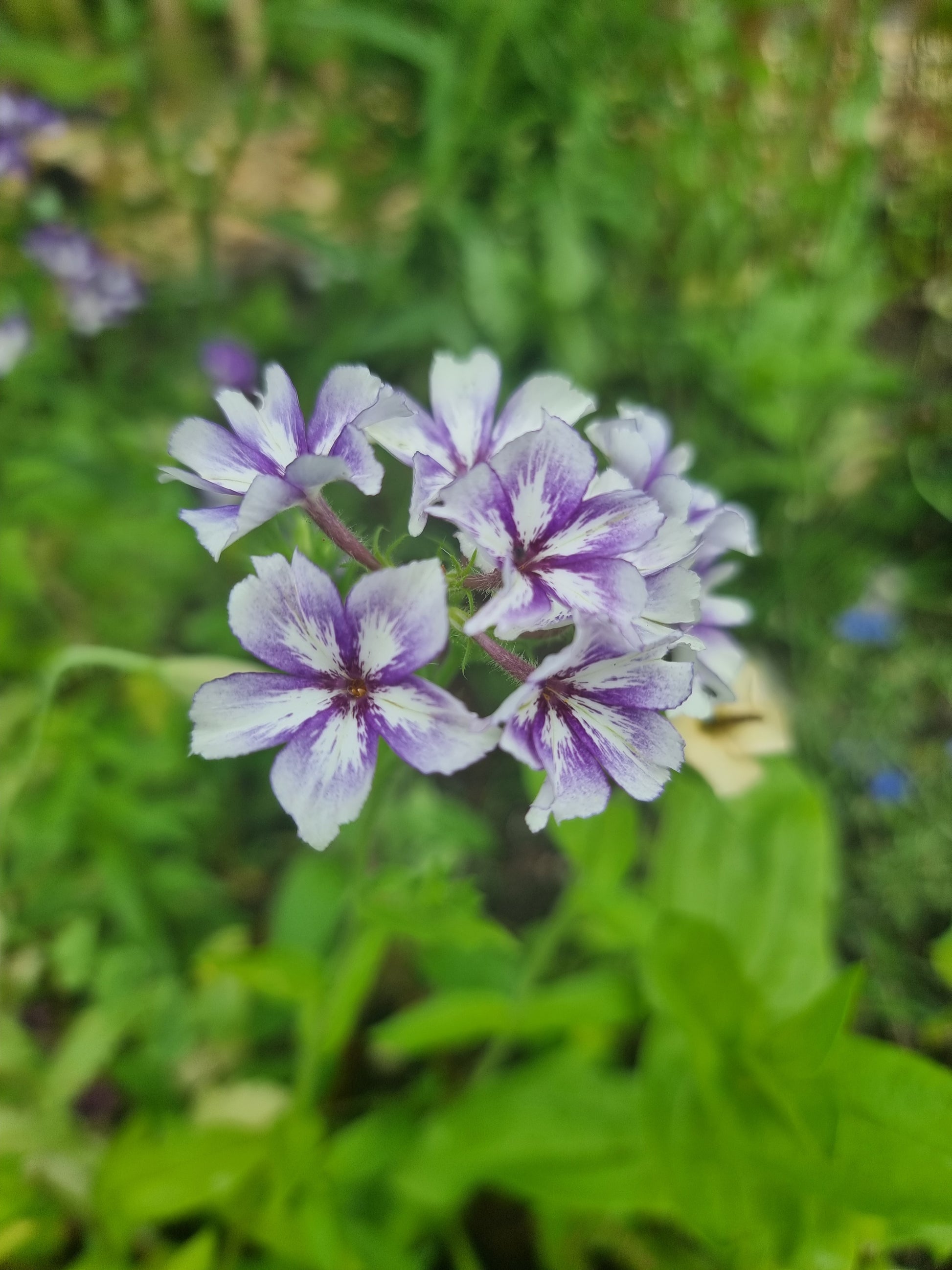 Sommarflox Sugar Stars