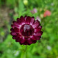 Jätte-Eternell Purple Red (storpack)