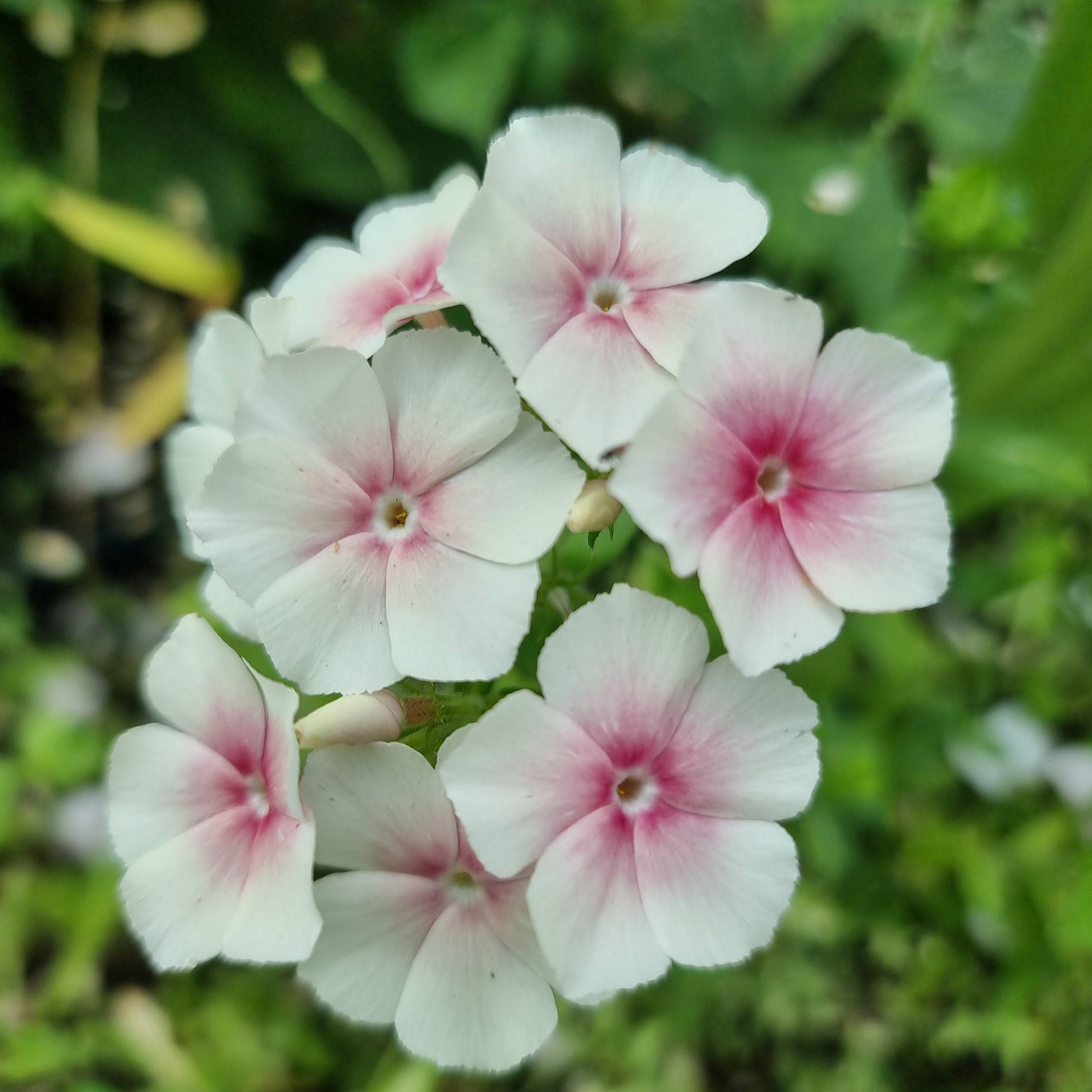 Sommarflox Blushing Bride