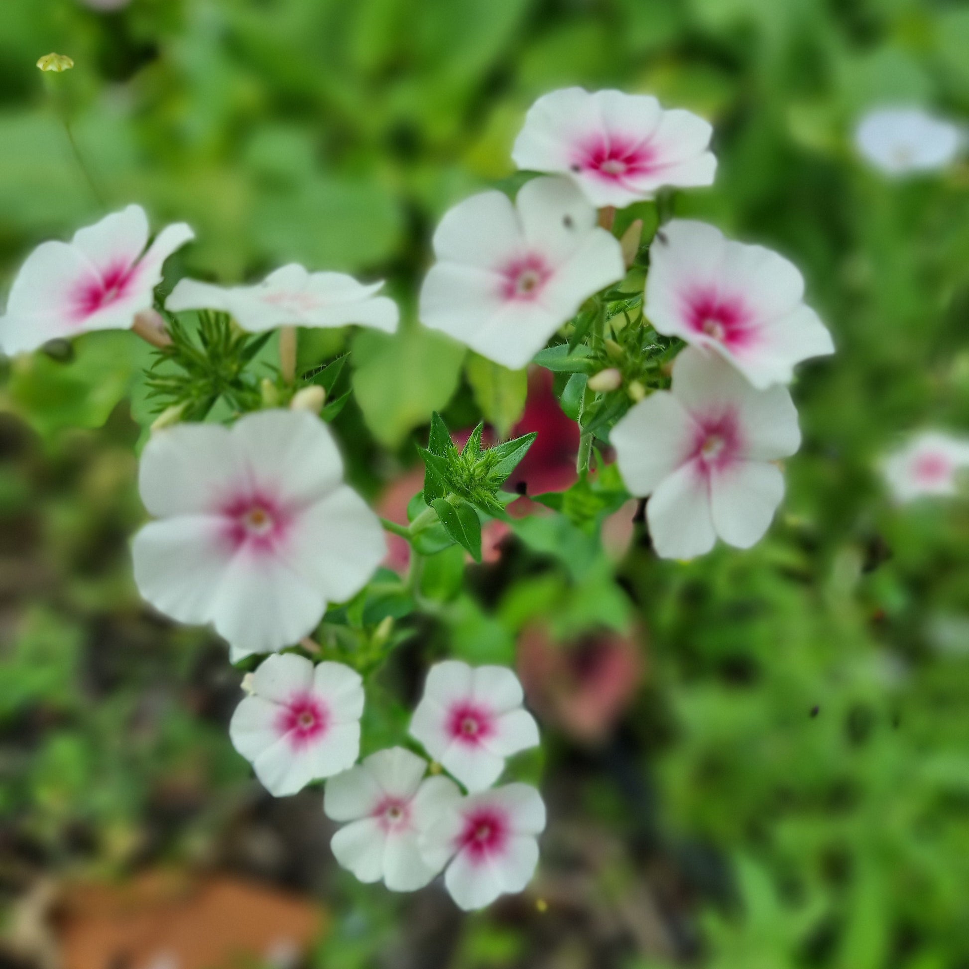 Sommarflox Blushing Bride Ingemarsdotters rabatt